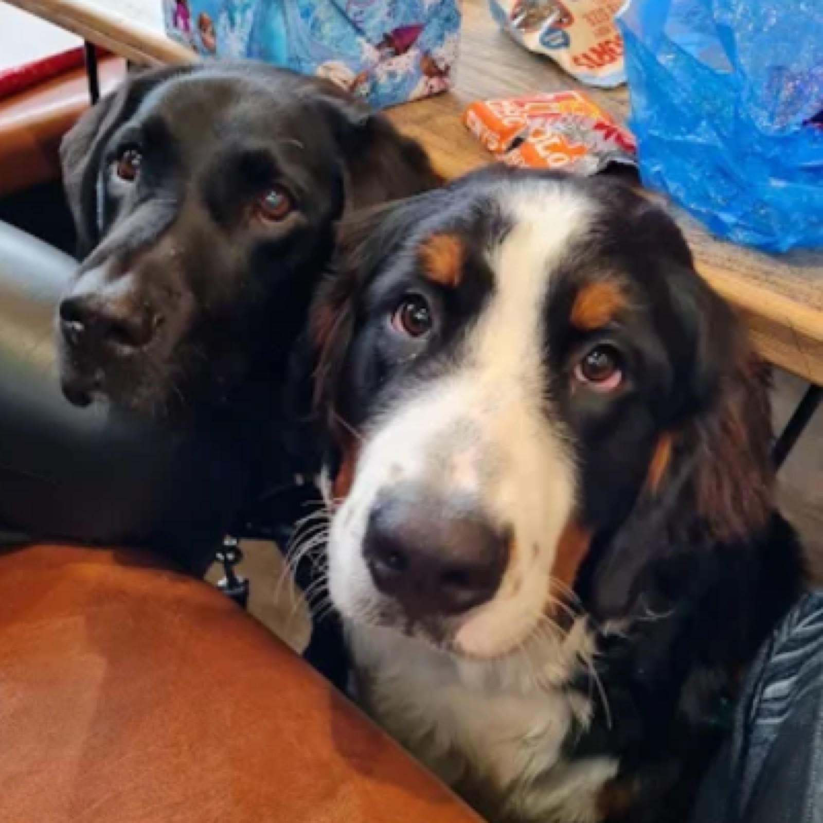 Dogs welcome inside and out